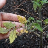 Paradajz spaljen u stakleniku - šta učiniti